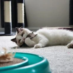 Turbo Flying Teaser Replacement Feather Cat Toy -Pawfect Care 202229 PT2. AC SS1800 V1678112597