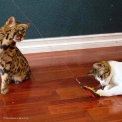 Turbo Flying Teaser Replacement Feather Cat Toy -Pawfect Care 202229 PT3. AC SS1800 V1677958389