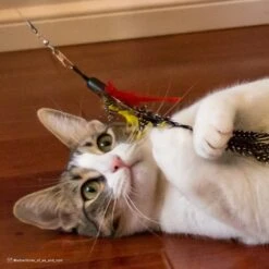 Turbo Flying Teaser Replacement Feather Cat Toy -Pawfect Care 202229 PT4. AC SS1800 V1677957831