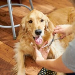 Frisco Curved-Tip Dog & Cat Shears -Pawfect Care 206897 PT6. AC SS1800 V1680186158