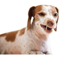 Jax & Cali Dog & Cat Dental Wipes -Pawfect Care 208381 PT5. AC SS1800 V1572641373