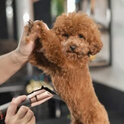 Babyliss Pro Pet Professional Metal Pet Trimmer -Pawfect Care 211769 PT6. AC SS1800 V1657656294