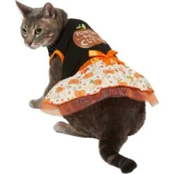 Frisco Pumpkin Patch Cutie Dog & Cat Dress -Pawfect Care 215784 PT2. AC SS1800 V1632429076