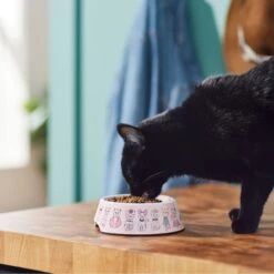Frisco Pink Cute Cats Melamine Bowl -Pawfect Care 216043 PT7. AC SS1800 V1633025211