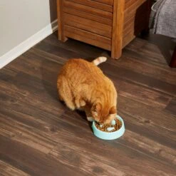 Frisco Fish Shaped Ridges Slow Feed Bowl 13 Frisco Fish Shaped Ridges Slow Feed Bowl -Pawfect Care 216046 PT7. AC SS1800 V1605658037