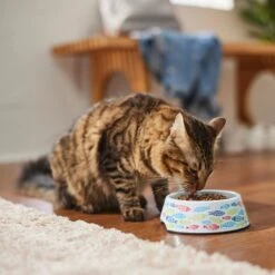 Frisco Colorful Fish Melamine Bowl -Pawfect Care 216047 PT7. AC SS1800 V1633025238