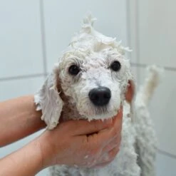 Pawstruck Pearlbrite Dog & Cat Shampoo, 12-oz Bottle -Pawfect Care 217509 PT2. AC SS1800 V1580828673