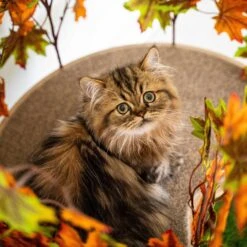 On2Pets 60-in Large Square Modern Cat Tree -Pawfect Care 220362 PT5. AC SS1800 V1671118352