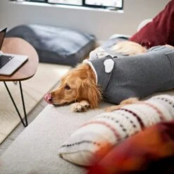 Frisco Bear Hooded Dog & Cat Sweater -Pawfect Care 223786 PT7. AC SS1800 V1599566227