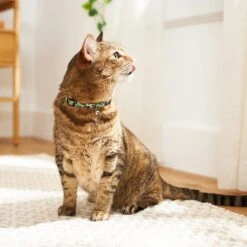 Disney Mickey Mouse Hawaiian Cat Collar -Pawfect Care 226283 PT4. AC SS1800 V1614028659