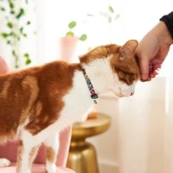 Disney Princess Cat Collar -Pawfect Care 226287 PT4. AC SS1800 V1614274907