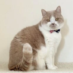 Necoichi My Cat For President Cotton Breakaway Cat Collar With Bell -Pawfect Care 230665 PT6. AC SS1800 V1631312200