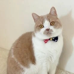 Necoichi My Cat For President Cotton Breakaway Cat Collar With Bell -Pawfect Care 230665 PT8. AC SS1800 V1631316368