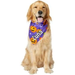Frisco Halloween Pumpkins Personalized Dog & Cat Bandana -Pawfect Care 242815 PT6. AC SS1800 V1618509475