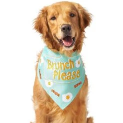 Frisco Brunch Please Dog & Cat Bandana -Pawfect Care 249207 PT3. AC SS1800 V1696597730