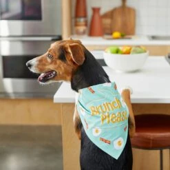 Frisco Brunch Please Dog & Cat Bandana -Pawfect Care 249207 PT5. AC SS1800 V1696597732