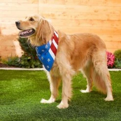 Frisco Stars & Stripes Dog & Cat Bandana -Pawfect Care 249329 PT5. AC SS1800 V1632433280