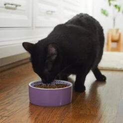 Frisco Kaleidoscope Pattern Non-skid Ceramic Dog & Cat Bowl -Pawfect Care 256090 PT2. AC SS1800 V1615311092