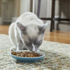 Frisco Kaleidoscope Pattern Non-skid Ceramic Cat Dish 10 Frisco Kaleidoscope Pattern Non-skid Ceramic Cat Dish -Pawfect Care 256092 PT2. AC SS1800 V1616167031