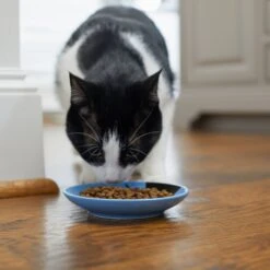 Frisco Cat Face Non-skid Ceramic Cat Dish, Blue -Pawfect Care 256101 PT3. AC SS1800 V1617130591