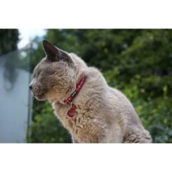 Red Dingo Mouse Personalized Stainless Steel Cat ID Tag, Small 13 Red Dingo Mouse Personalized Stainless Steel Cat ID Tag, Small -Pawfect Care 260326 PT4. AC SS1800 V1610093598