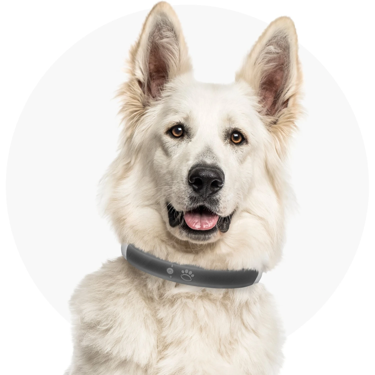 Red Dingo Mouse Personalized Stainless Steel Cat ID Tag, Small 8 Red Dingo Mouse Personalized Stainless Steel Cat ID Tag, Small - Image 6