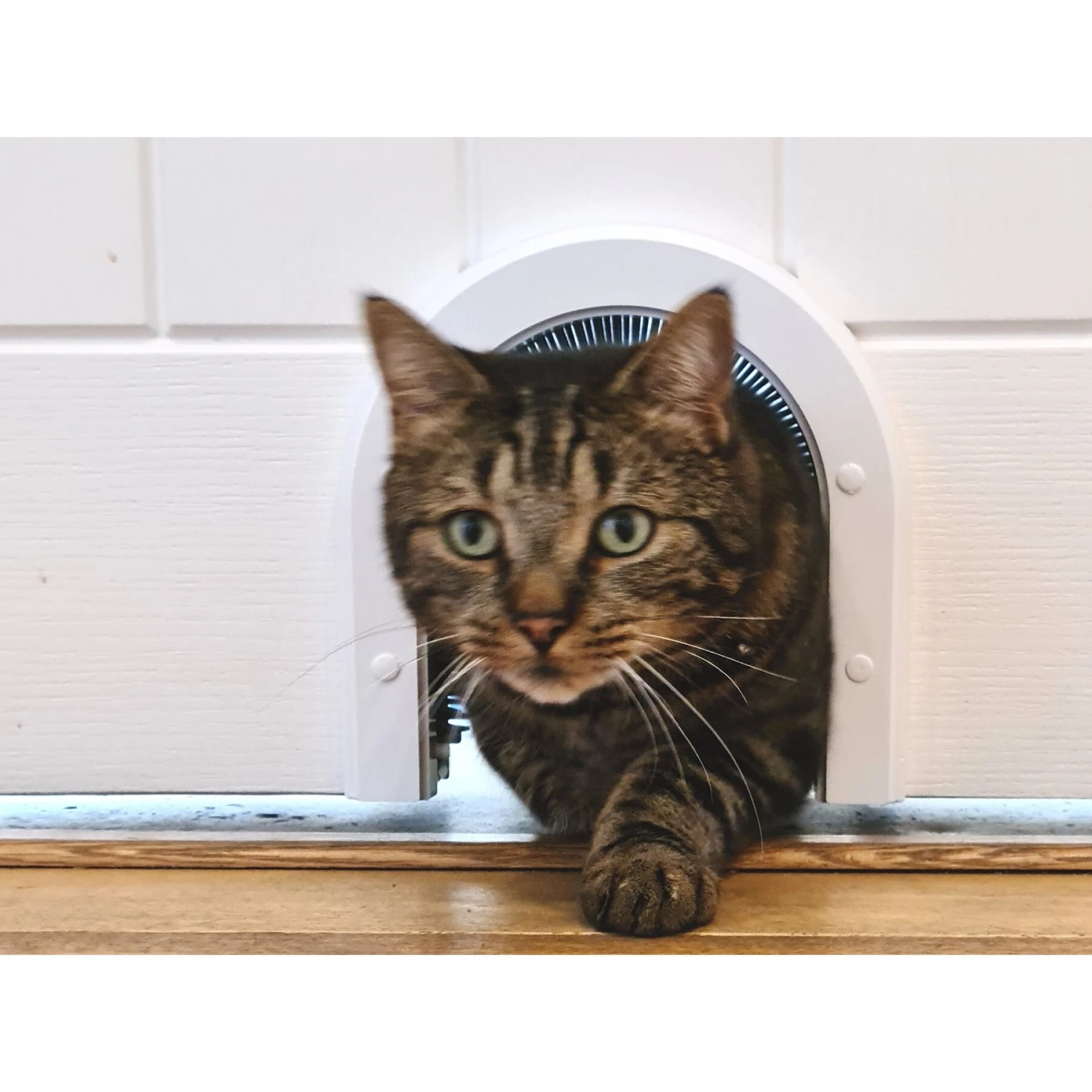 Cathole ECO Cat Door, White 5 Cathole ECO Cat Door, White - Image 3