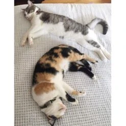 DOG ID Personalized Cat ID Tag -Pawfect Care 262043 PT3. AC SS1800 V1607481764