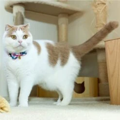 Necoichi Purrfect Picnic Bow Tie Cotton Breakaway Cat Collar With Bell -Pawfect Care 263683 PT8. AC SS1800 V1607992939