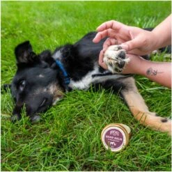 Hemp Well Cat & Dog Skin, Nose & Paw Hemp Balm, 1.75-oz Tin -Pawfect Care 266503 PT2. AC SS1800 V1700689869