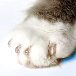 Soft Claws Cat Nail Caps Starter Kit -Pawfect Care 266539 PT2. AC SS1800 V1611091847