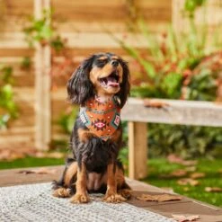 Frisco Southwest Dog & Cat Bandana 15 Frisco Southwest Dog & Cat Bandana -Pawfect Care 267904 PT5. AC SS1800 V1637679734