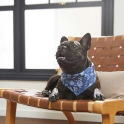 Frisco Fall Vibes Dog & Cat Bandana -Pawfect Care 267913 PT5. AC SS1800 V1637722289