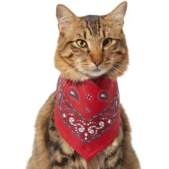 Frisco Red Paisley Dog & Cat Bandana -Pawfect Care 267919 PT3. AC SS1800 V1637652719