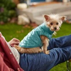 Frisco Lightweight Packable Insulated Dog & Cat Quilted Puffer Coat, Ocean Teal -Pawfect Care 268280 PT8. AC SS1800 V1629836601