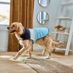 Frisco Mediumweight Colorblock Insulated Dog & Cat Puffer Coat With Pocket, Blue -Pawfect Care 268311 PT8. AC SS1800 V1629766581