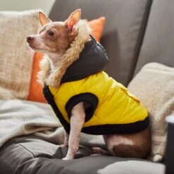 Frisco Heavyweight Anchorage Insulated Dog & Cat Parka, Yellow/Black -Pawfect Care 268397 PT8. AC SS1800 V1629761431