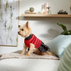 Frisco Chenille Knit Striped Dog & Cat Dress -Pawfect Care 268668 PT8. AC SS1800 V1629762896