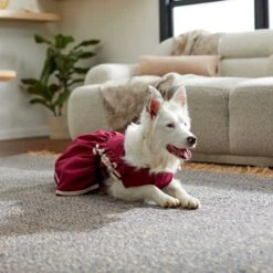 Frisco Plum Dog & Cat Dress -Pawfect Care 268677 PT5. AC SS1800 V1637675815