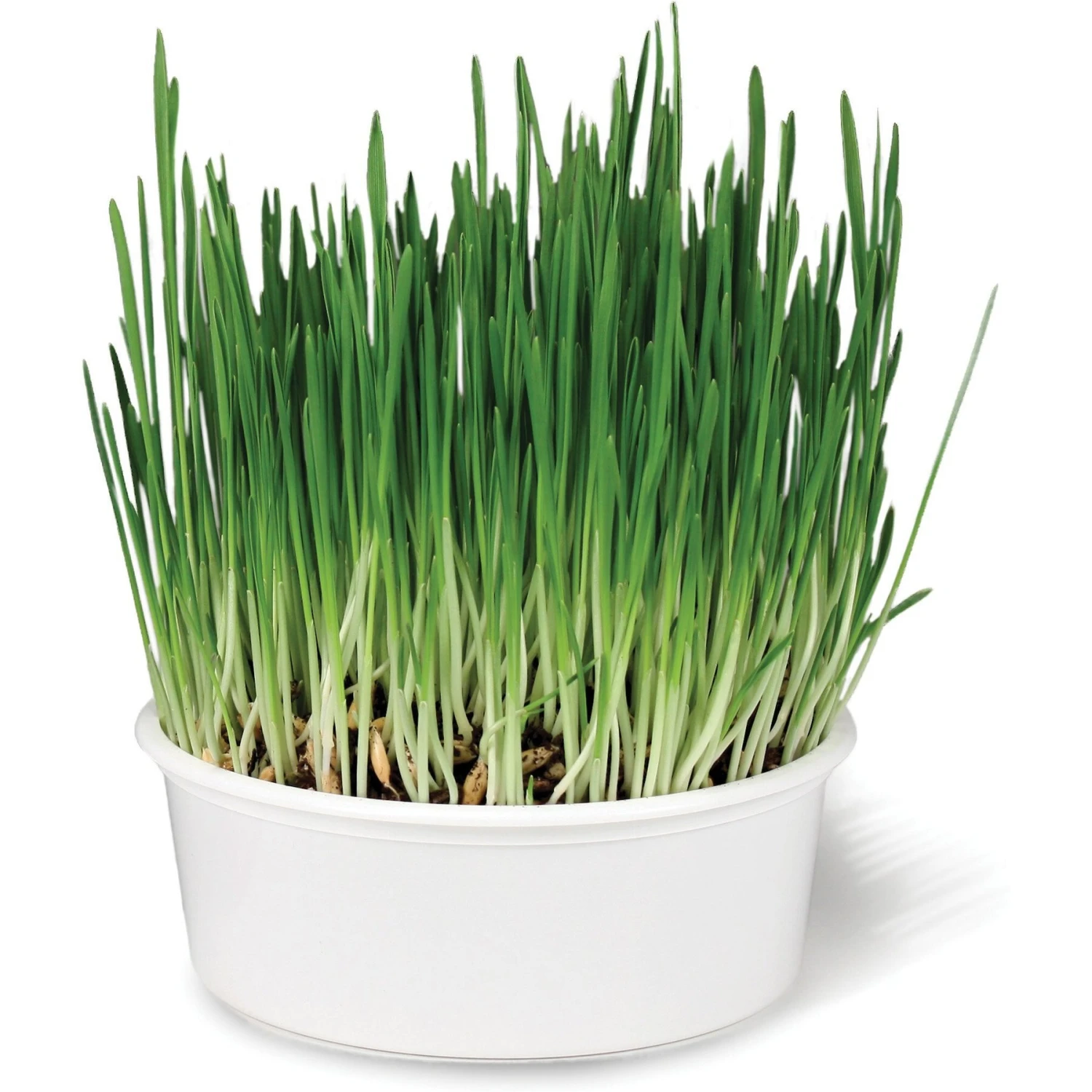 SmartyKat Sweet Greens & Catnip Caves Cat Toy With Catnip 5 SmartyKat Sweet Greens & Catnip Caves Cat Toy With Catnip - Image 3