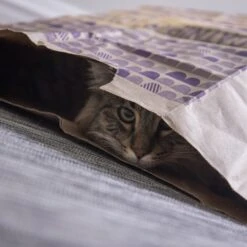 SmartyKat Sweet Greens & Catnip Caves Cat Toy With Catnip 15 SmartyKat Sweet Greens & Catnip Caves Cat Toy With Catnip -Pawfect Care 269247 PT4. AC SS1800 V1639012944