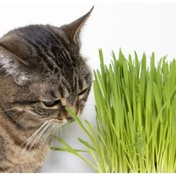 SmartyKat Sweet Greens & Catnip Caves Cat Toy With Catnip 18 SmartyKat Sweet Greens & Catnip Caves Cat Toy With Catnip -Pawfect Care 269247 PT7. AC SS1800 V1639015050