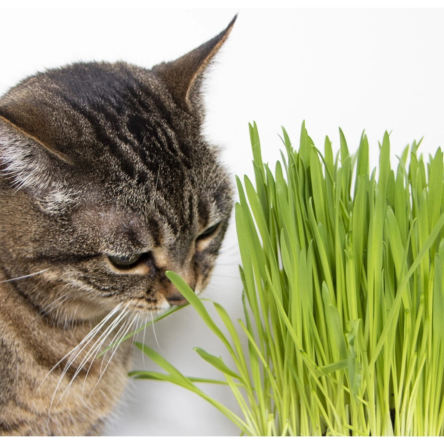 SmartyKat Sweet Greens & Catnip Caves Cat Toy With Catnip 10 SmartyKat Sweet Greens & Catnip Caves Cat Toy With Catnip - Image 8