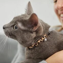 Leopard Print Cat Collar -Pawfect Care 269496 PT4. AC SS1800 V1617037438