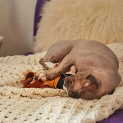 Frisco Halloween Good Bear, Bad Bear Reversible Plush Cat Toy With Catnip -Pawfect Care 270299 PT3. AC SS1800 V1624817131