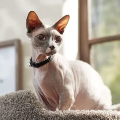 Frisco Nylon Personalized Breakaway Cat Collar With Bell -Pawfect Care 270731 PT6. AC SS1800 V1629992558