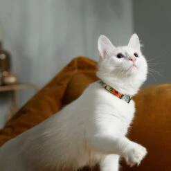 STAR WARS THE MANDALORIAN GROGU Pumpkin Dog Collar -Pawfect Care 272940 PT8. AC SS1800 V1623879679