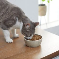 STAR WARS Tie Fighter No-Skid Ceramic Cat Bowl -Pawfect Care 280654 PT3. AC SS1800 V1629986947