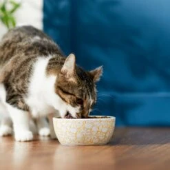 Disney Winnie The Pooh No-Skid Ceramic Cat Bowl -Pawfect Care 280658 PT3. AC SS1800 V1629986646