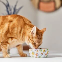 Disney Princesses Non-Skid Ceramic Cat Bowl -Pawfect Care 291395 PT3. AC SS1800 V1633979293